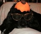 Happy Howl-oween-A Dog Halloween Story
